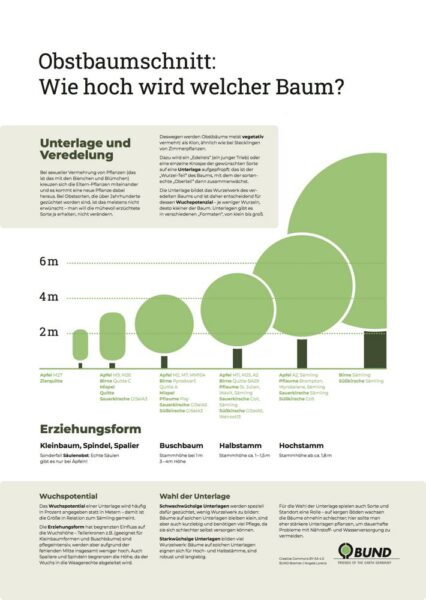 BUND-Infoplakat „Wie hoch wird welcher Baum?“